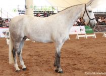 W CIBELES VIDA, DE SAN NICOLAS, CAMPEONA DEL CONCURSO